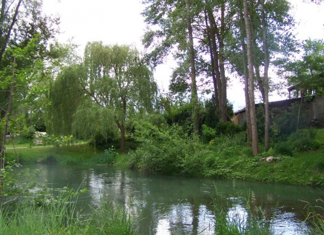  the site 